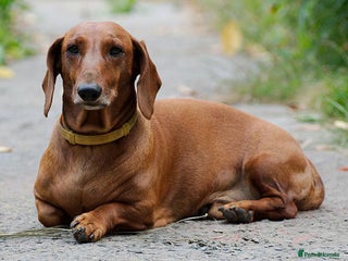 Dachshund dogs for sale - Advert 1