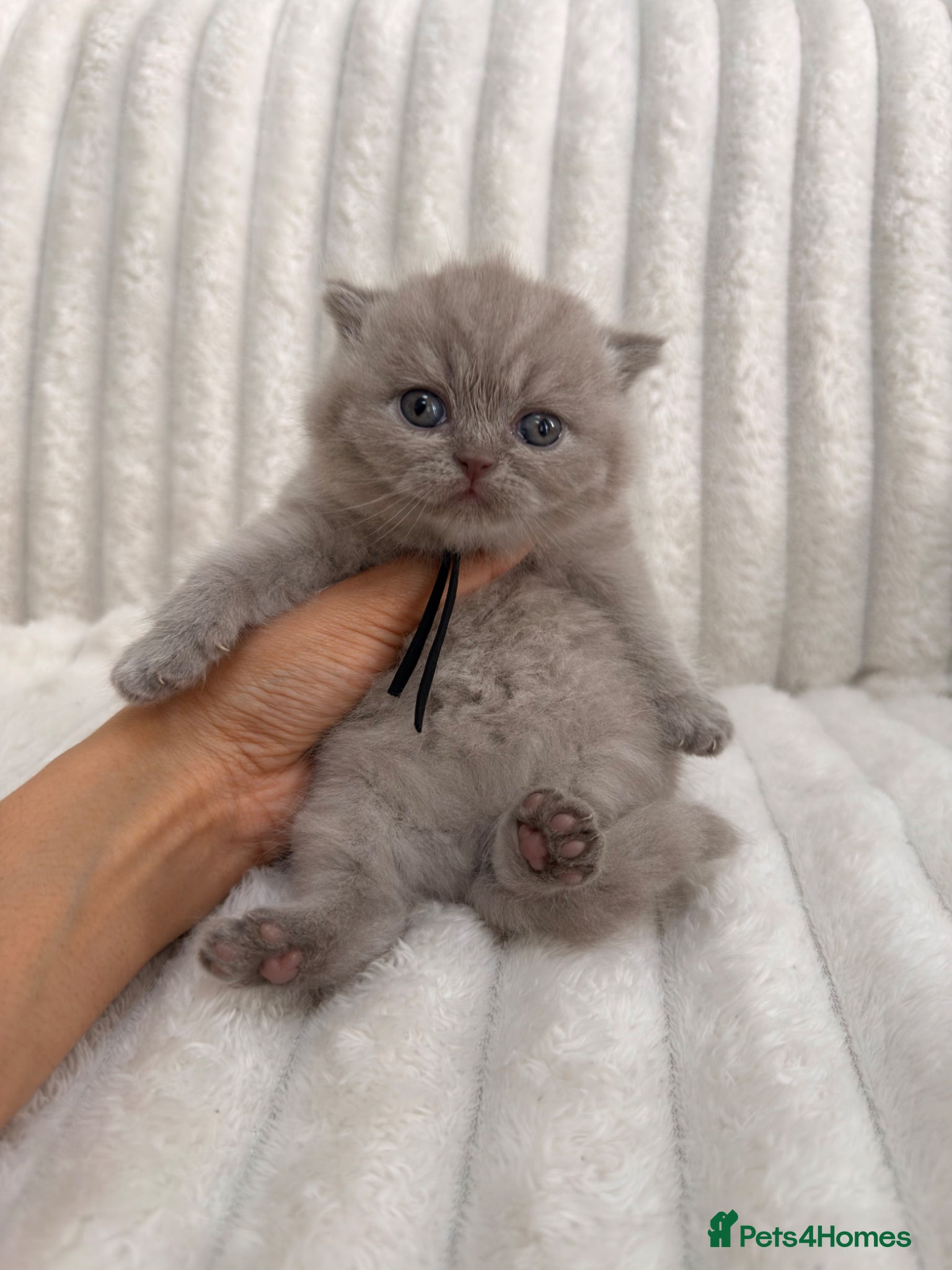 British Shorthair cats 🤍 British Shorthair Kittens | Pet Homes Only 🤍 - Advert 1