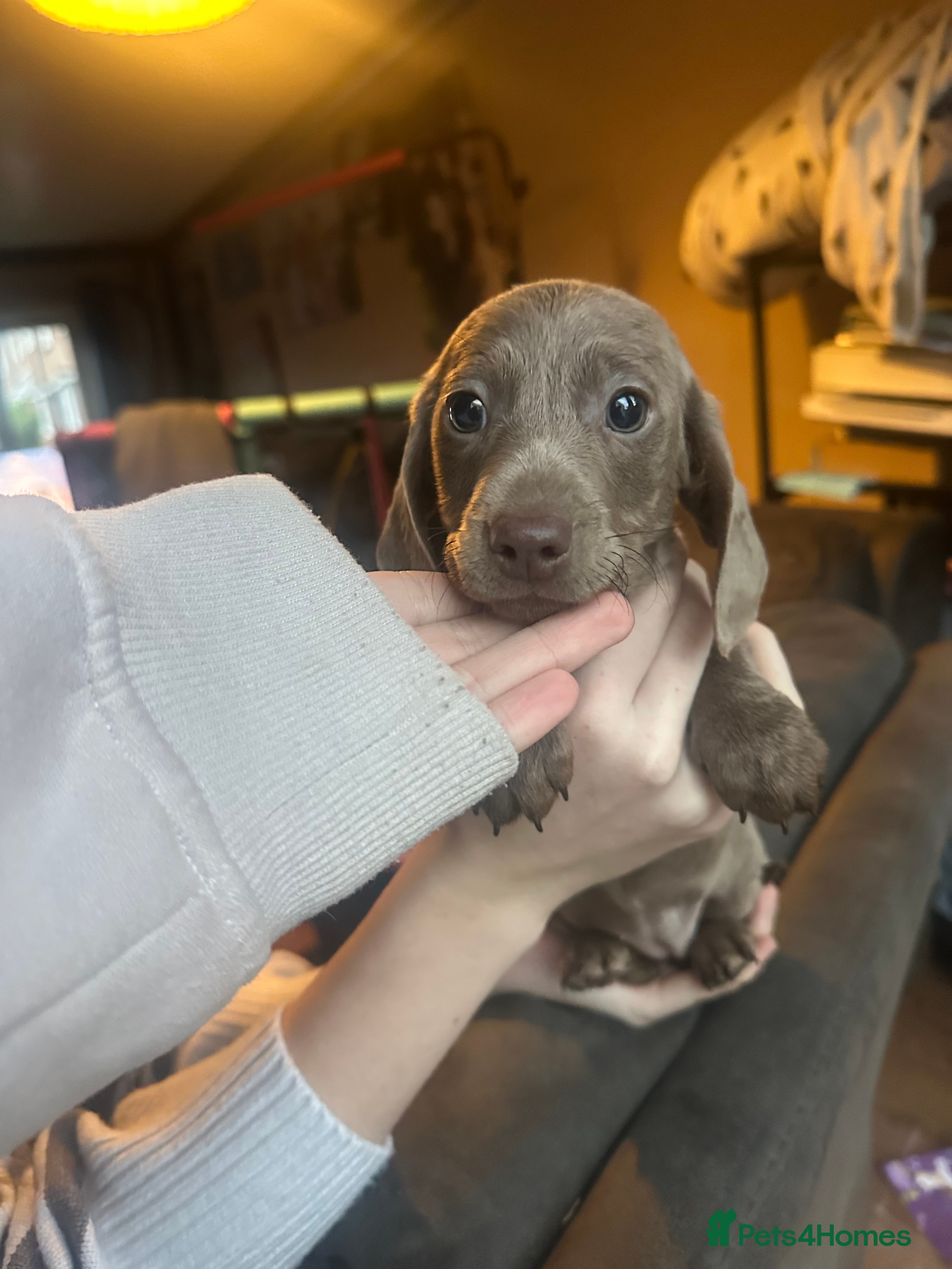 Miniature Dachshund dogs Mini Dachshunds❤️ - Advert 6