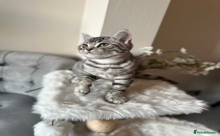British Shorthair cats - Advert 4