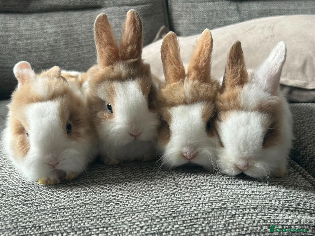 Mini Lion Lop rabbits for sale:  Beautiful Mini Lionhead Rabbit Babies 🐰 in Birmingham - Advert 2