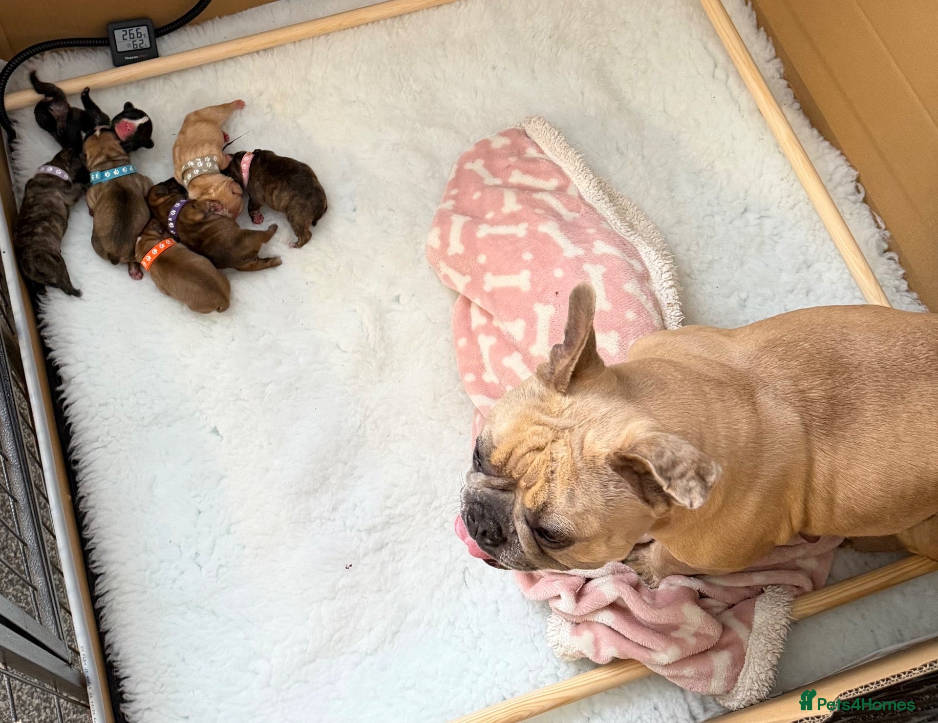 Mixed Breed dogs Gorgeous Frenchel  puppies (Frenchie x cavalier) - Advert 1