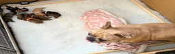 Mixed Breed dogs for sale: Gorgeous Frenchel  puppies (Frenchie x cavalier) in Bedworth - Advert 1