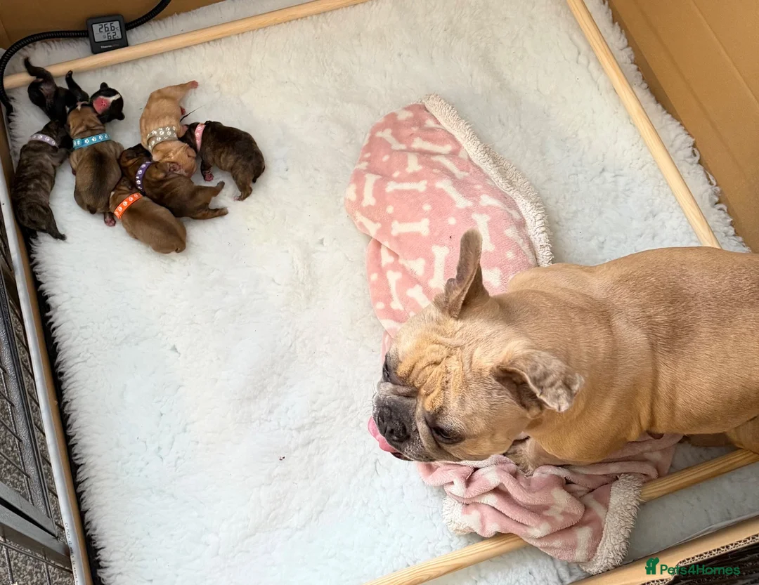 Mixed Breed dogs for sale: Gorgeous Frenchel  puppies (Frenchie x cavalier) in Bedworth - Advert 1