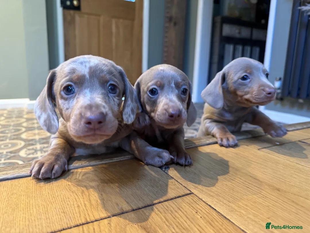 Miniature Dachshund dogs for sale: Pedigree KC registered Minature Dachshund Puppies  in Dorchester - Advert 2