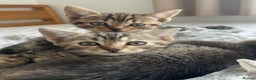 Munchkin cats for sale: Beautiful Bengal Tabby Munchkin Kittens for sale  - Advert 1