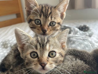Munchkin cats Beautiful Bengal Tabby Munchkin Kittens for sale - Advert 1