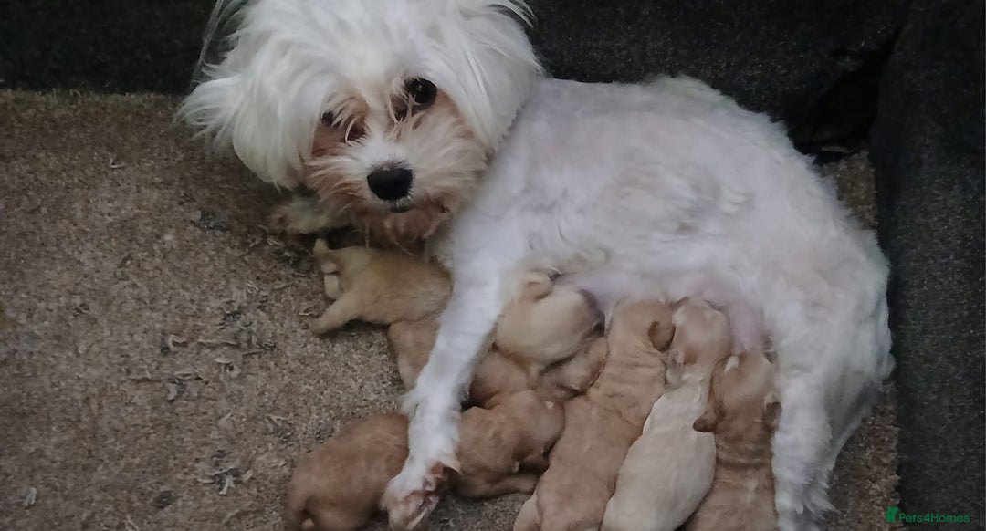 Maltipoo dogs for sale: Stunning maltipoo pups  - Image 9