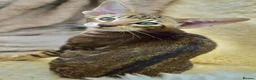 Siamese cats for sale: Stunning GCCF Siamese & Oriental Kittens - Advert 25