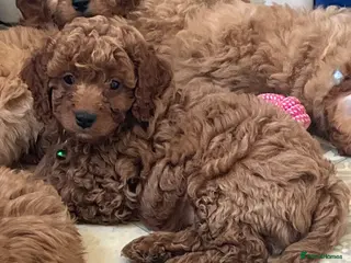 Cavapoo dogs Top quality, health tested F1b Cavapoo babies - Advert 18