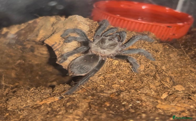 Tarantulas invertebrates - Advert 1