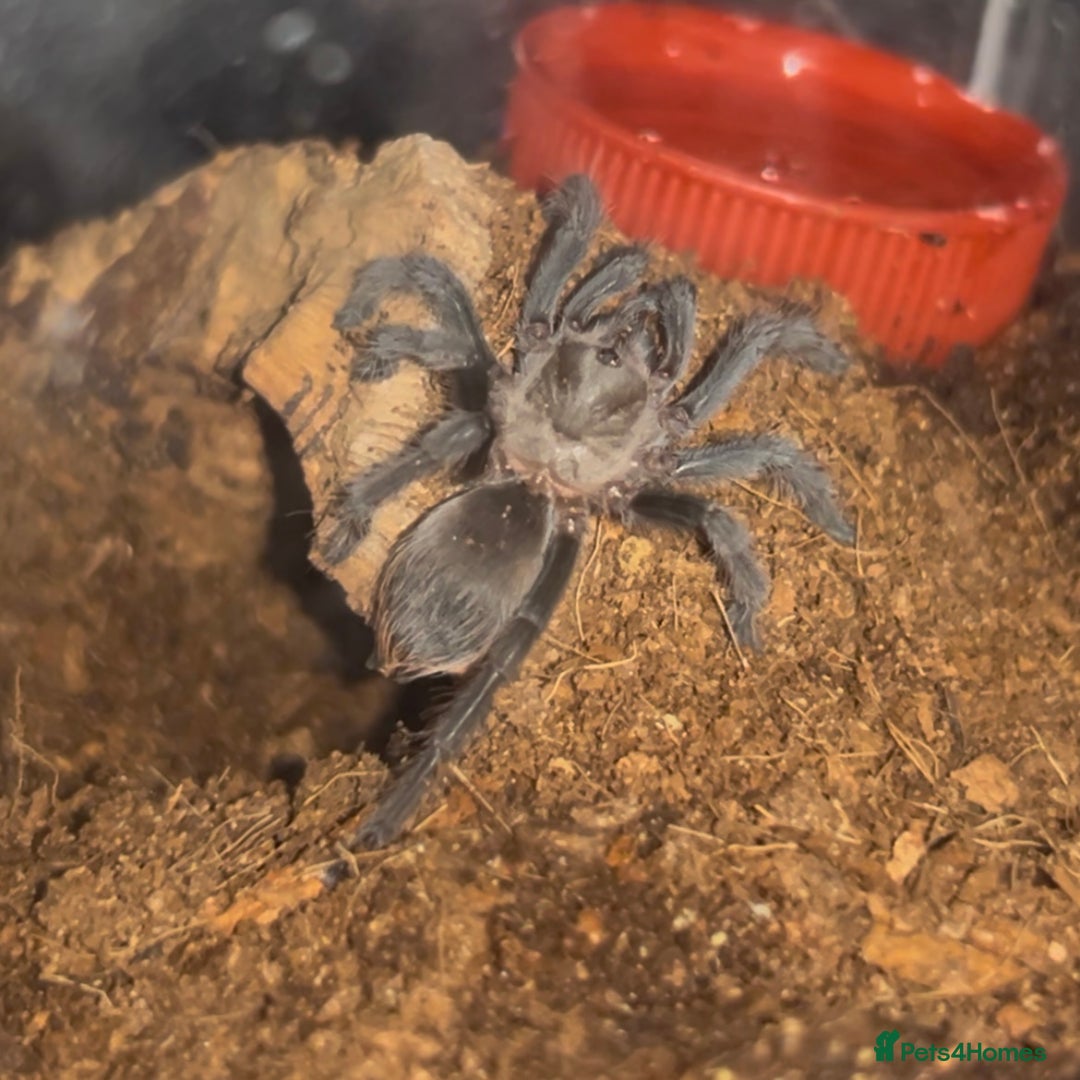 Tarantulas invertebrates for sale: Aphonopelma hentzi - Texas Tan tarantula - Image 1