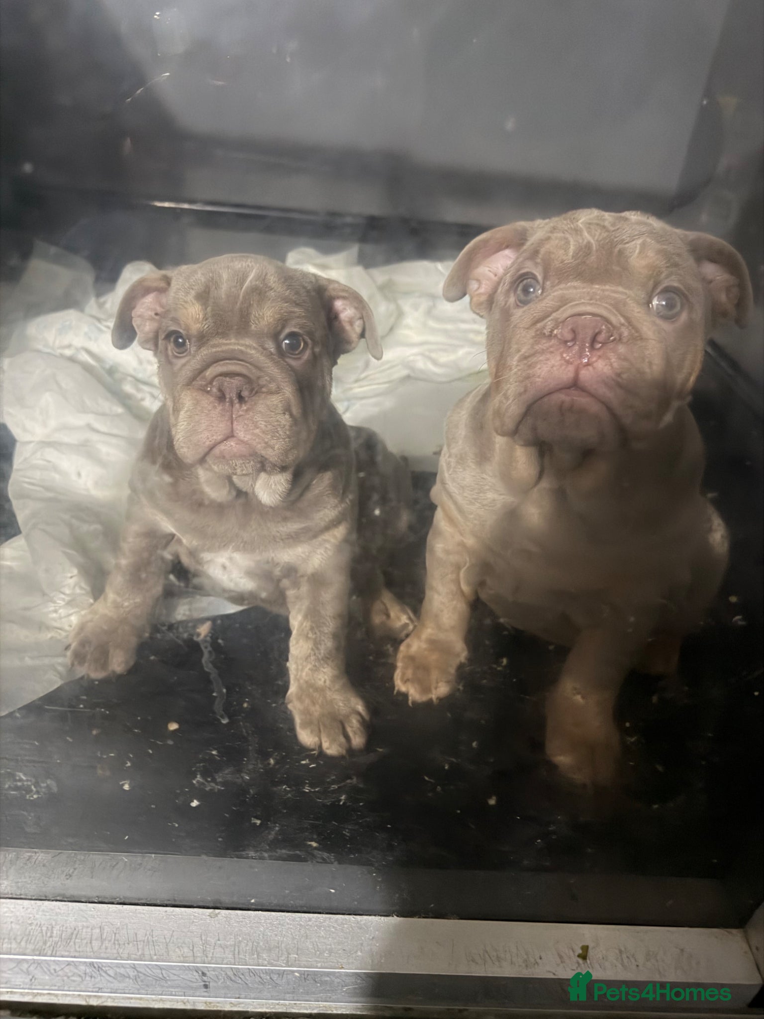 English Bulldog dogs Last 2 female English bulldogs puppies🐾 - Advert 5