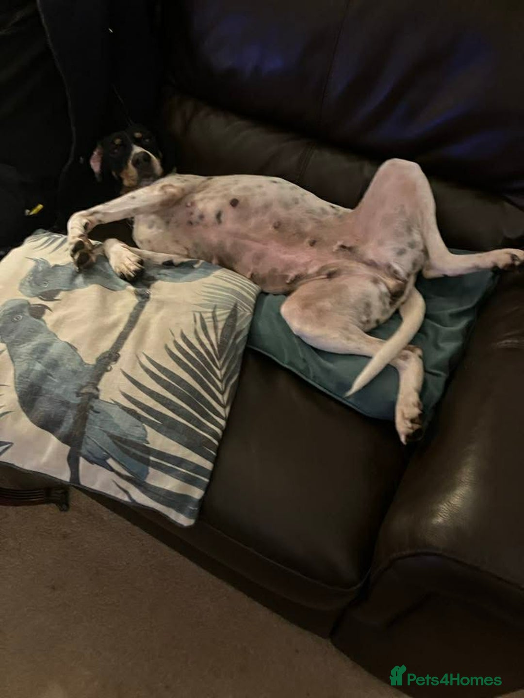 Mixed Breed dogs for adoption: Betty – 3 years old, female, Mixed Breed   - Advert 4