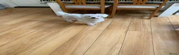 Maltese dogs for sale: Maltese - Advert 7