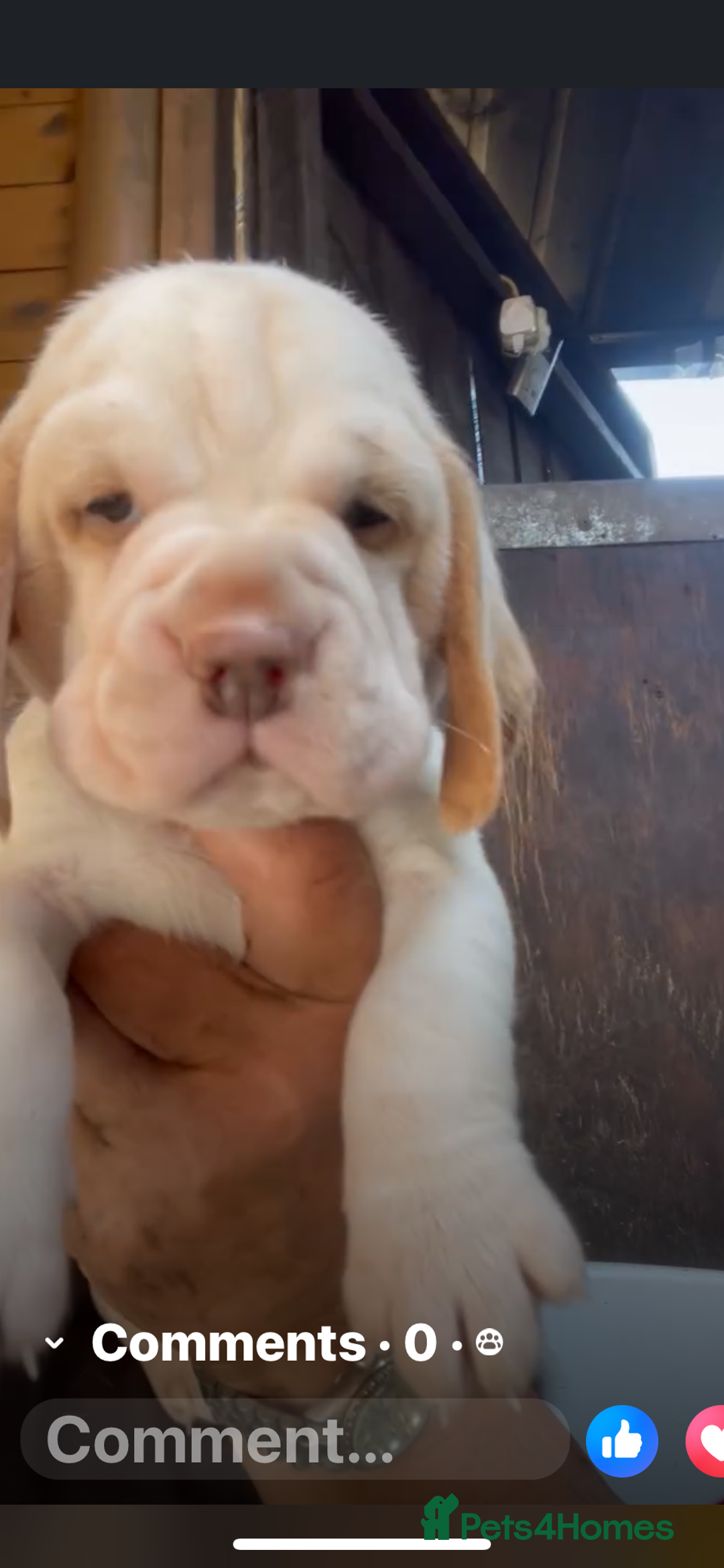 Beagle dogs for sale:  stunning kc reg pups ready midjuly july - Image 23