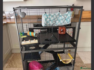 Rat rodents Rat cage in Ellesmere Port - Advert 4