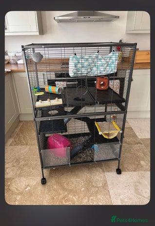 Rat rodents in Ellesmere Port - Advert 14