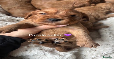 Cockalier dogs - Advert 7