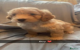 Cockapoo dogs for sale: Beautiful F1 cockapoo  - Advert 2