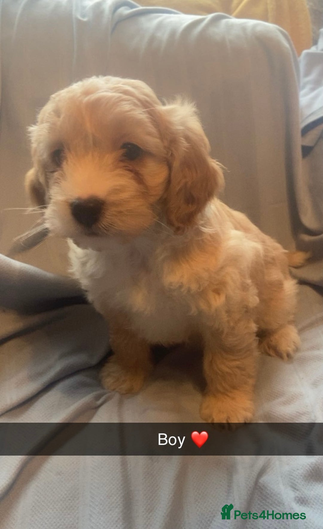 Cockapoo dogs for sale: Beautiful F1 cockapoo  - Advert 2
