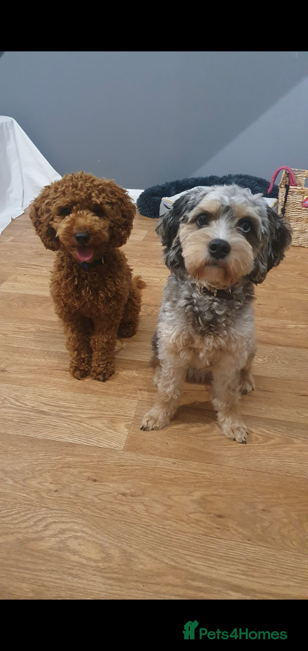 Cavapoo dogs for sale: Ready to go* Cavapoo pups - Image 7