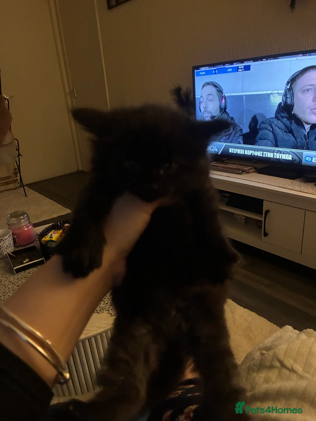 Turkish Angora cats for sale: Turkish angora male  - Advert 15