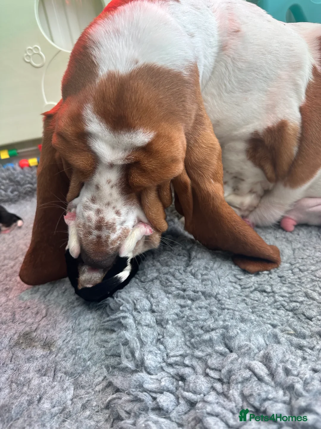 Basset Hound dogs for sale: KC REGISTERED basset hound puppy’s  - Advert 13