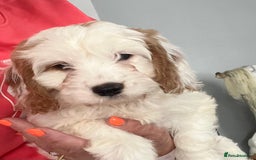 Cavapoo dogs for sale: 🐶🐩 7 HEALTH CLEAR ADORABLE CAVAPOO PUPPIES 🐩🐶  - Image 27
