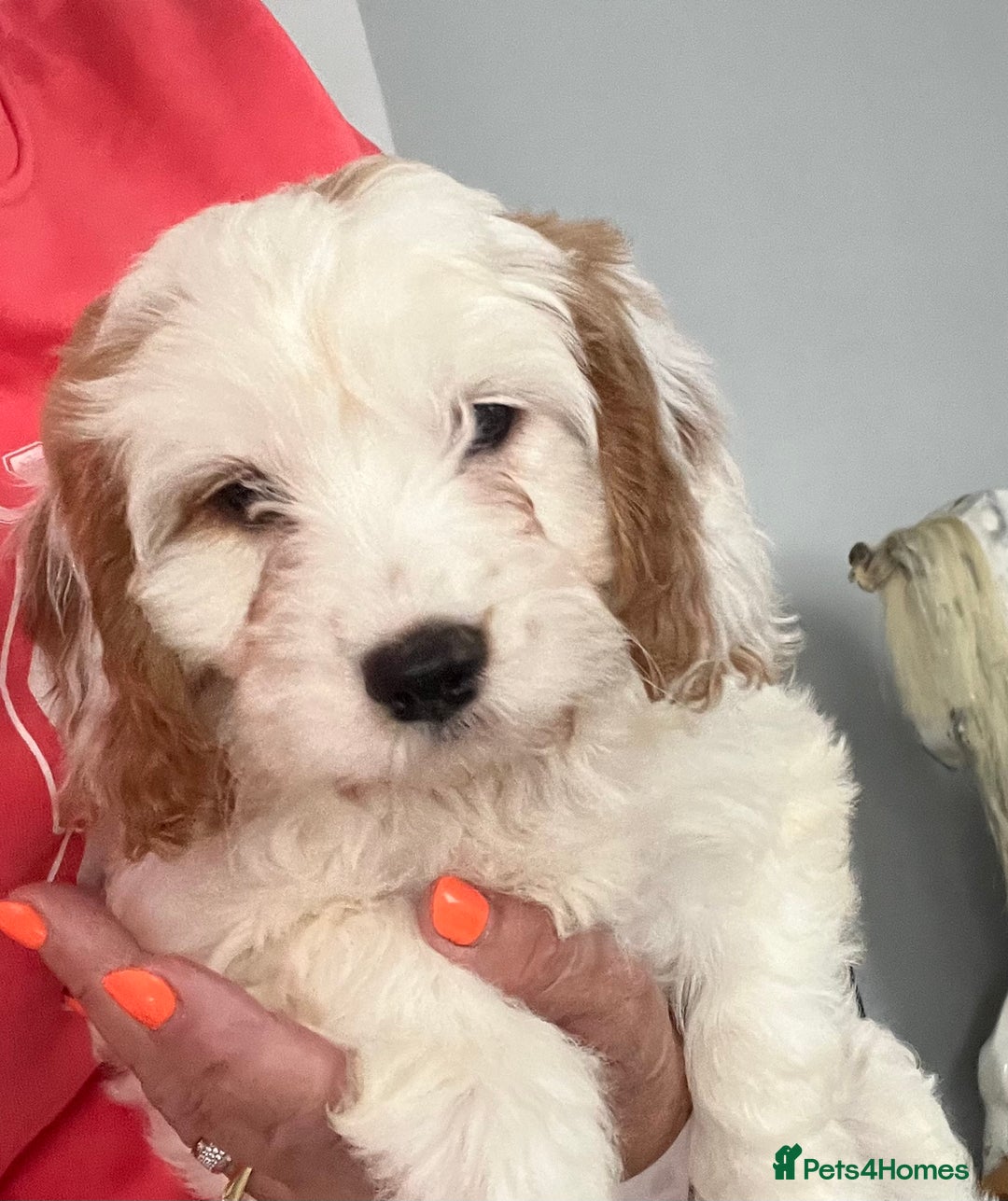 Cavapoo dogs for sale: 🐶🐩 7 HEALTH CLEAR ADORABLE CAVAPOO PUPPIES 🐩🐶  - Image 27
