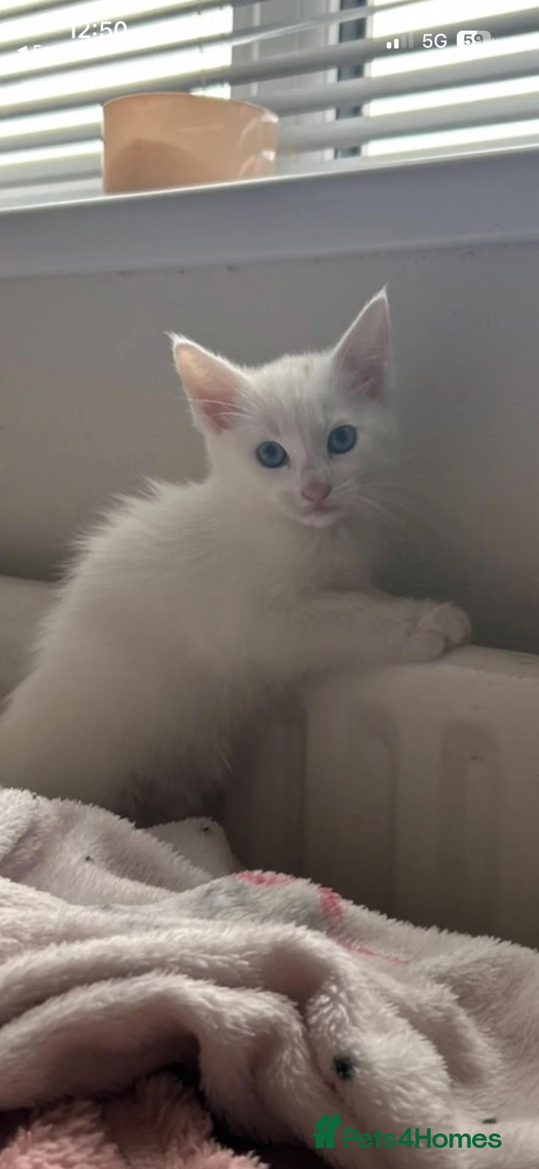 Maine Coon cats for sale: MAINE COON CROSS FEMALE KITTEN - Advert 5