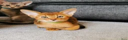 Abyssinian cats for sale: Beautiful Abyssinian Kitten ready for reservation  - Advert 7