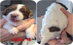 English Springer Spaniel dogs for sale: Springer spaniel puppies  - Advert 6