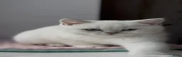 British Shorthair cats for sale: Silver British Shorthair kittens - Advert 9