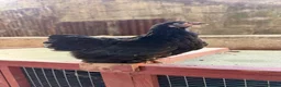 Chickens poultry for sale: POL pekin bantam hens - Advert 4