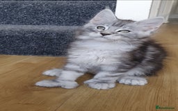 Maine Coon cats for sale: pure reg maine coon kittens - Image 1