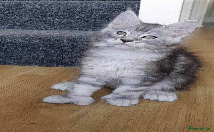 Maine Coon cats - Advert 1