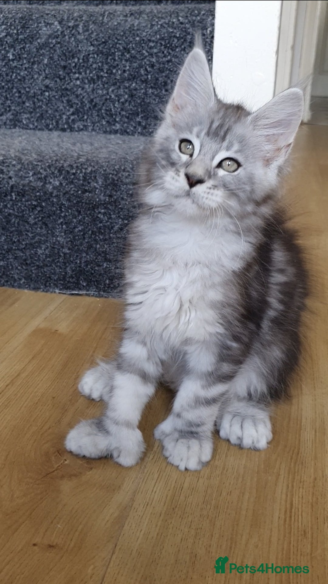 Maine Coon cats for sale: pure reg maine coon kittens - Image 1