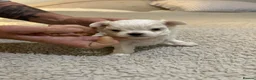 Maltese dogs for sale: Exceptional KC reg small Maltese  - Advert 6