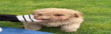 Cockapoo Puppy 2