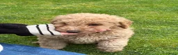 Cockapoo dogs for sale: Cockapoo Puppies!! 🐶  - Advert 16