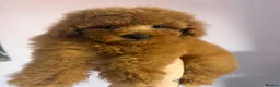 Maltipoo dogs for sale: Health tested Maltipoos - Advert 22