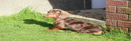 Dachshund dogs for sale: MINIATURE DACHSHUND PUPPIES FOR SALE - Advert 11