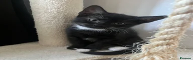 Tuxedo 