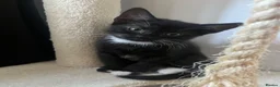 Mixed Breed cats for sale: Tuxedo and tabby kittens for new homes - Advert 3