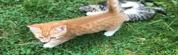 Mixed Breed cats for sale: Little darlings looking for loving homes - Advert 13