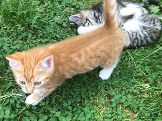Mixed Breed cats Little darlings looking for loving homes - Advert 5