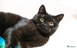 British Shorthair cats for sale: Retired British Shorthair Queen - Image 1