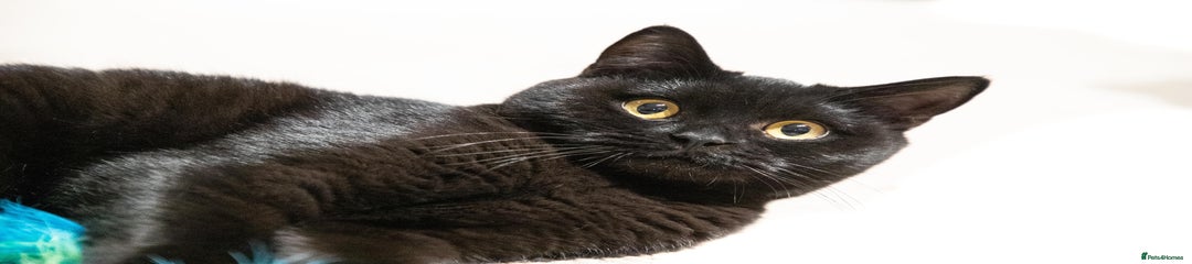 British Shorthair Kitten 1