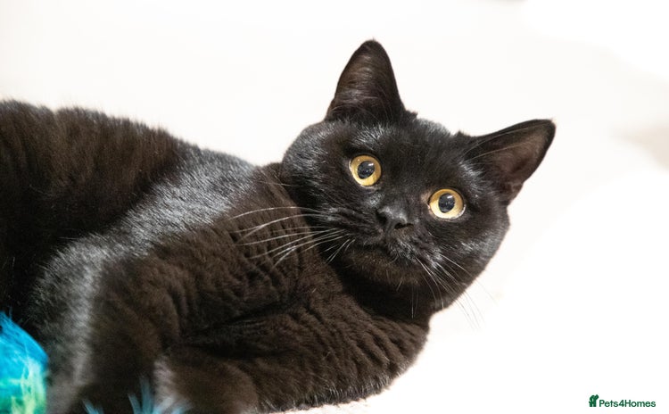 British Shorthair cats - Advert 16